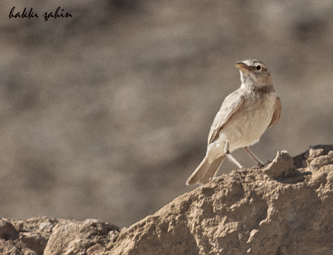 Desert Lark